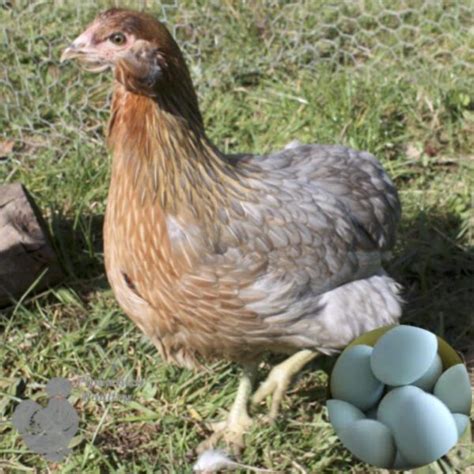 rumpless chickens for sale.